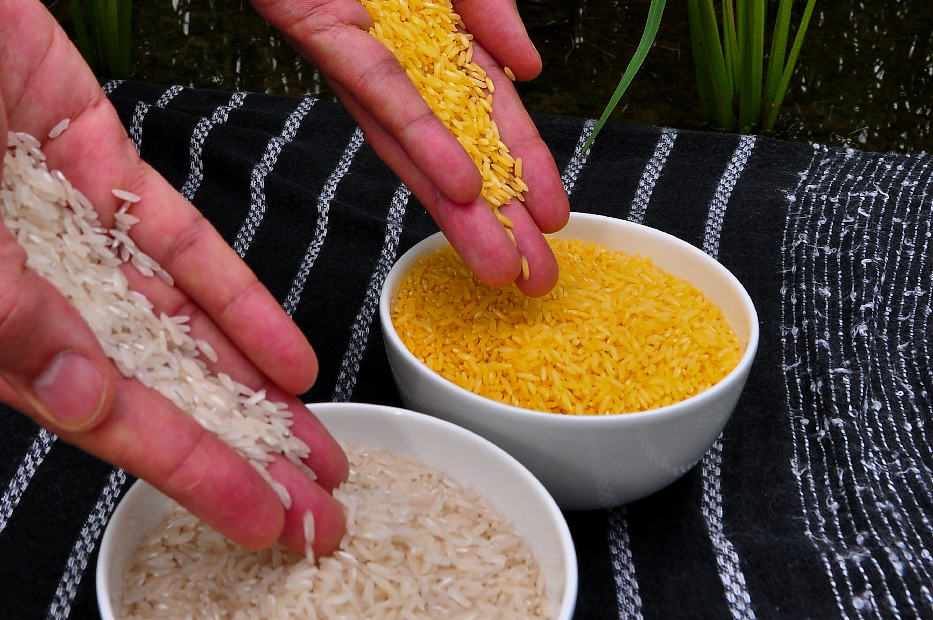 Frankenfood: Free Trade and the GMO Debate