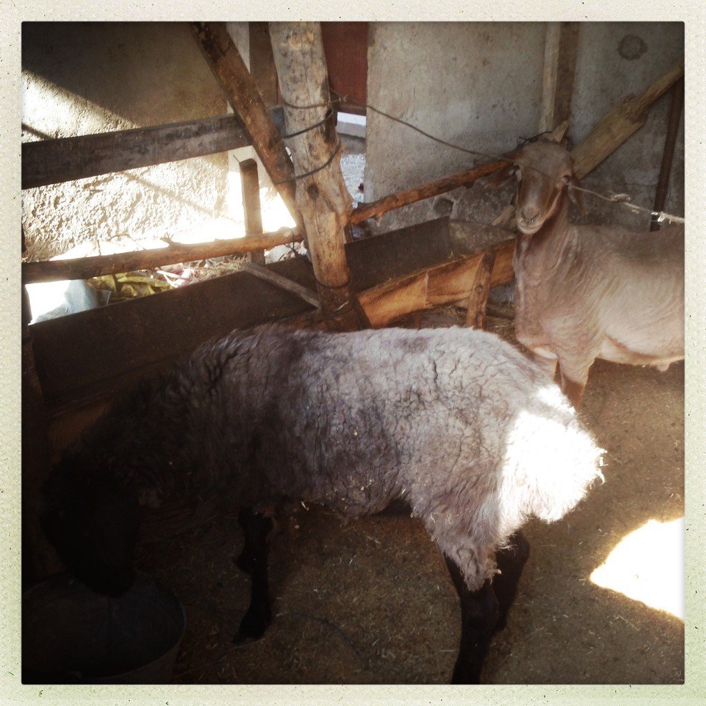 Xinjiang Iphonography_ 066